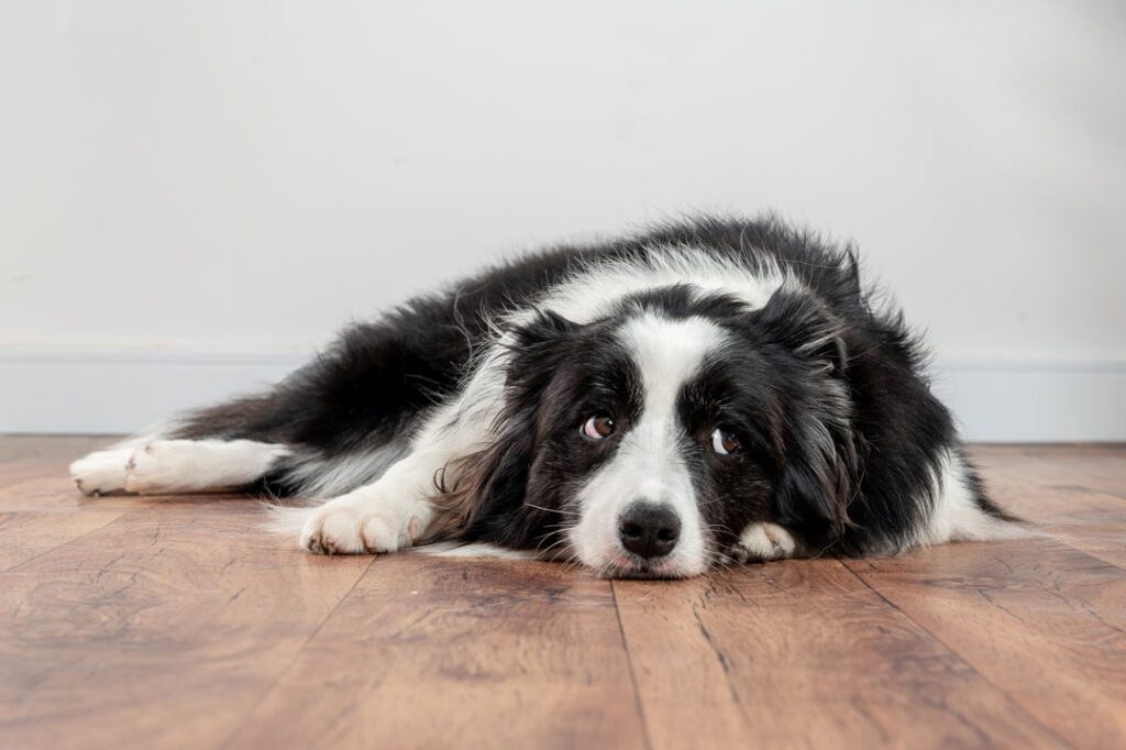 Dog Laying On Floor