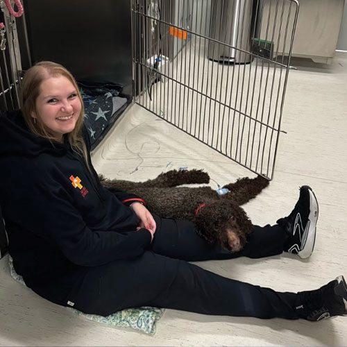 Dog Lying On Assistant On Ground