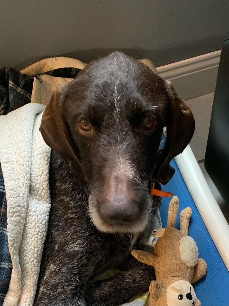 Sad Brown Dog With Toys