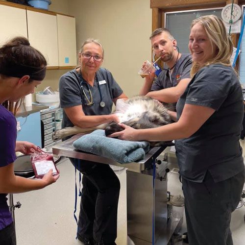 four veterinarians with a dog talking about the care needed