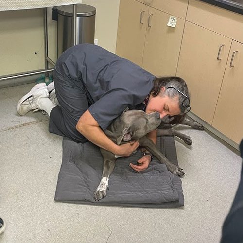 Vet Hugging Dog On Ground