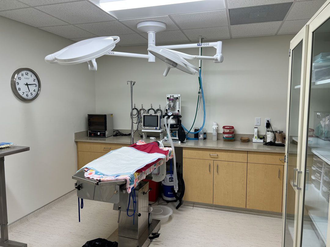 Bay Area Pet Hospital surgery room