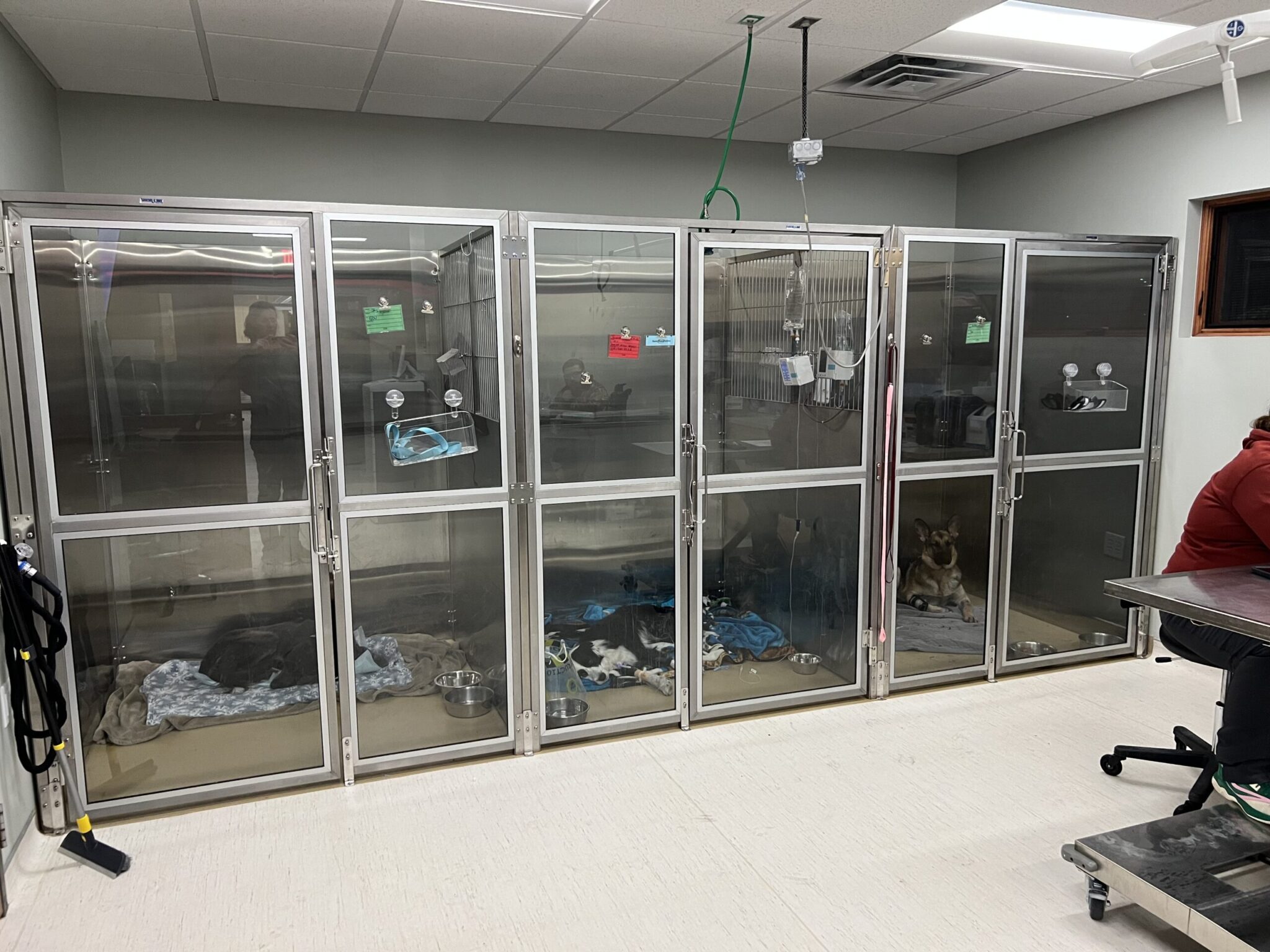 various animals in intensive care unit at bay area pet hospital