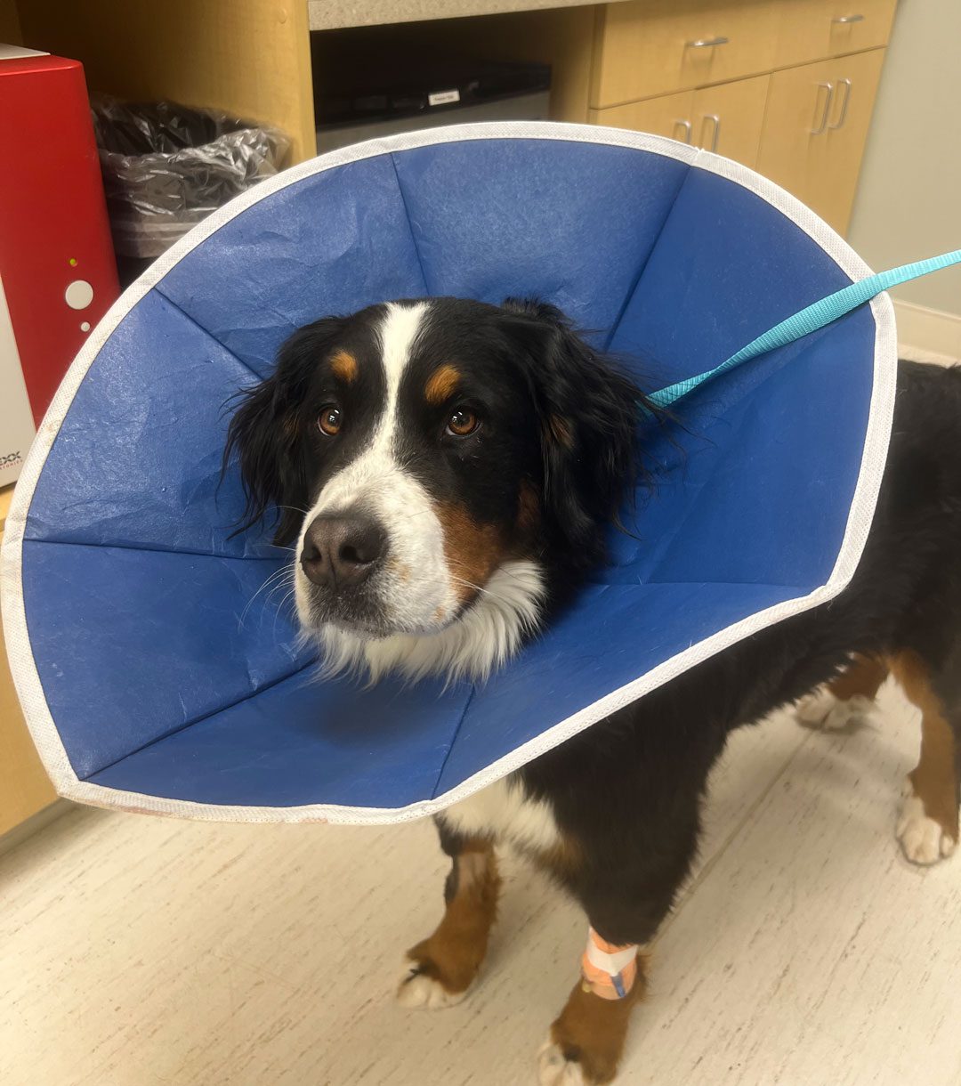 Bernese Mountain Dog wearing a cone in veterinary clinic