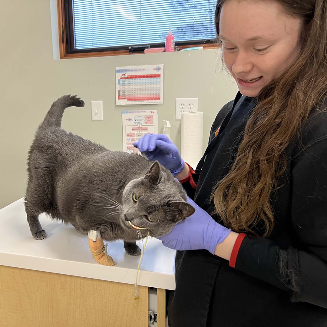 gray cat rubbing against technician for pets