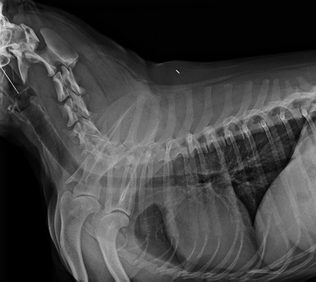 x-ray of a dog