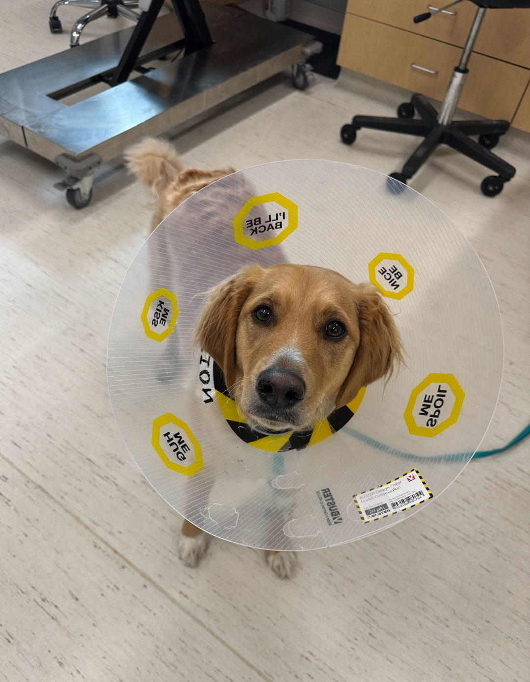 Dog Wearing Cone