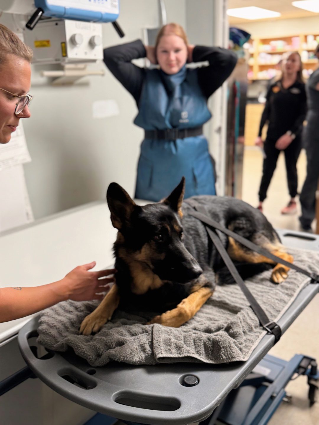 German Shepherd being taken in for emergency surgery