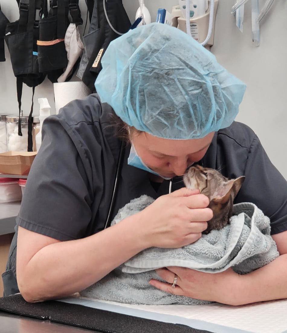 female veterinarian holding cat in towel on critical care table
