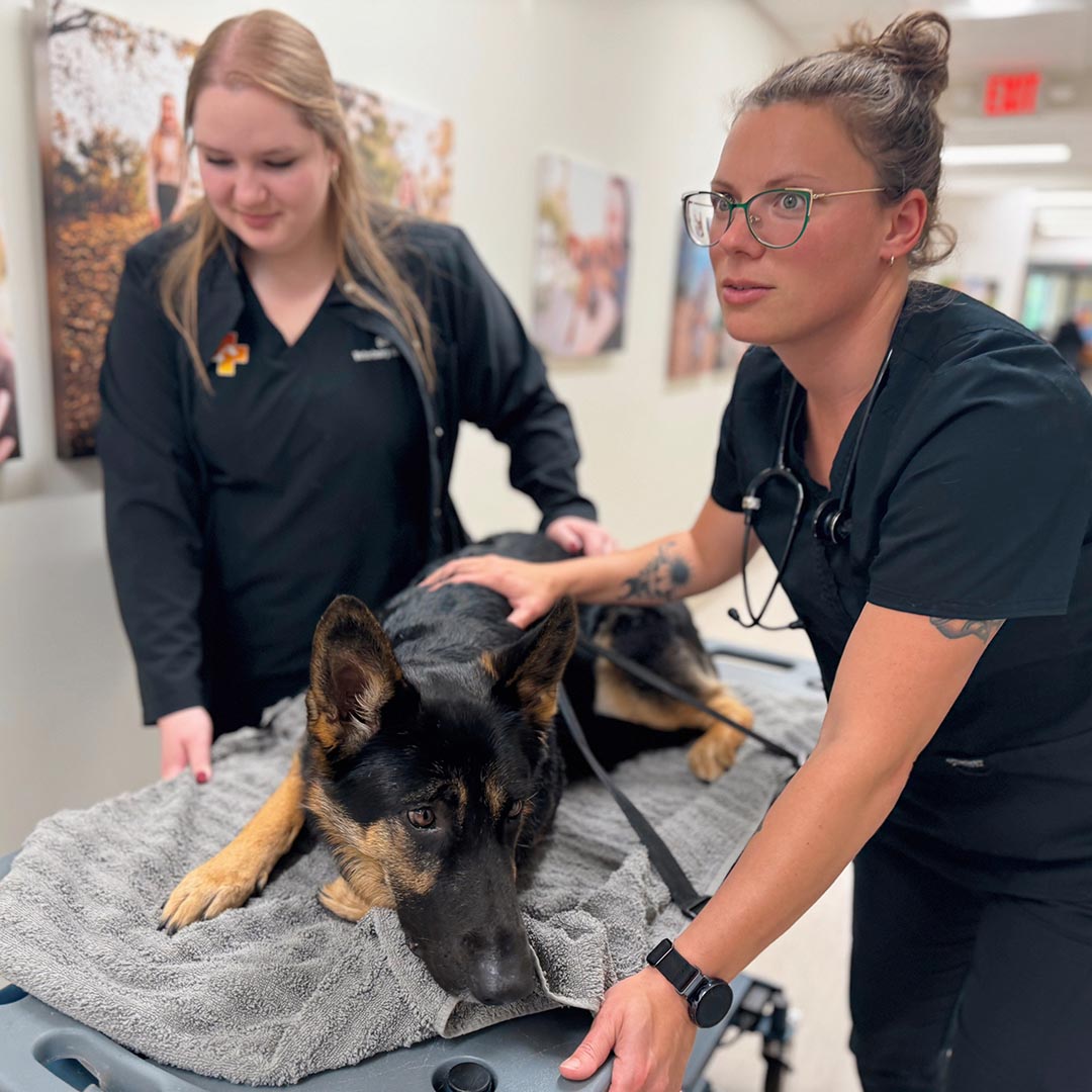 German Shepherd on a gurney being wheeled to xray room