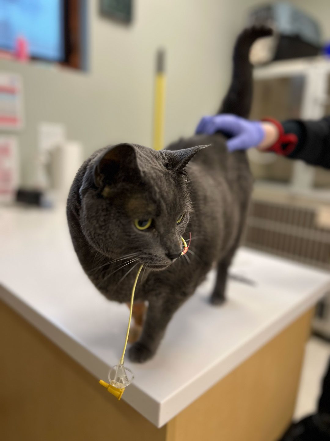 adult gray cat on veterinary exam table