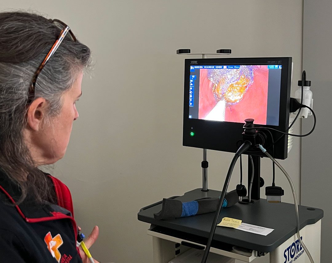 female veterinarian viewing ultrasound