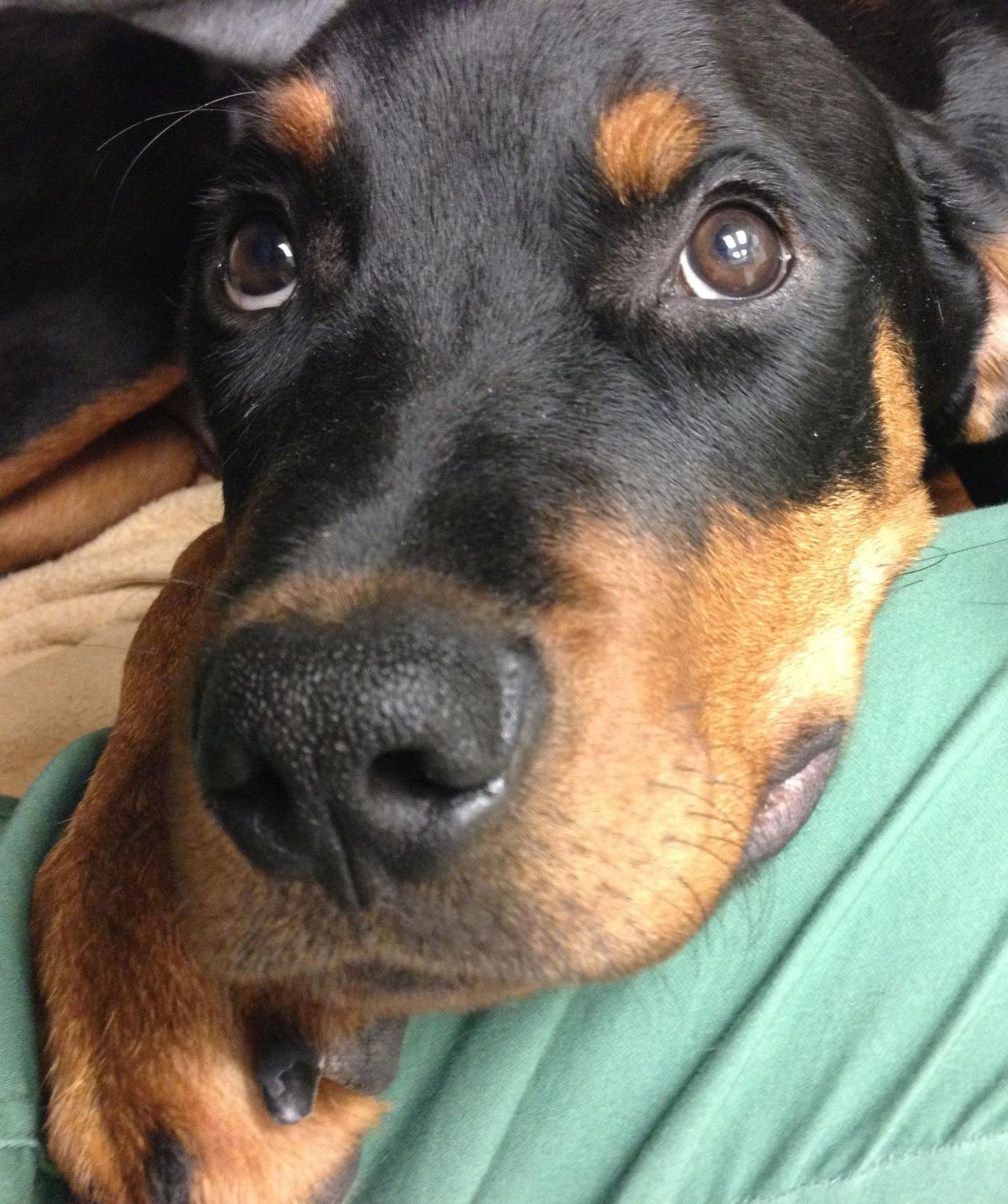 Rottweiler dog laying on green blanket