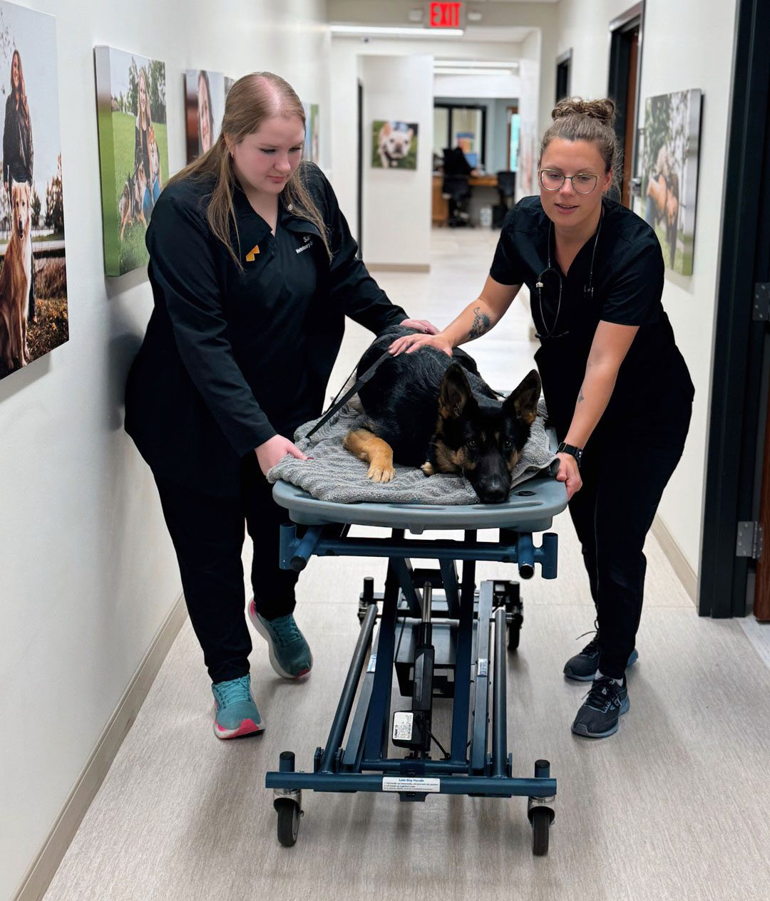 two female veterinary technicians transporting dog on stretcher