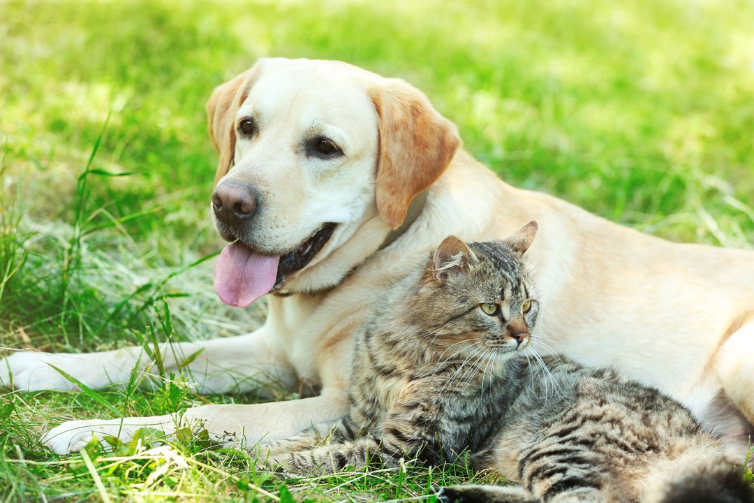 Dog And Cat Laying In Grass