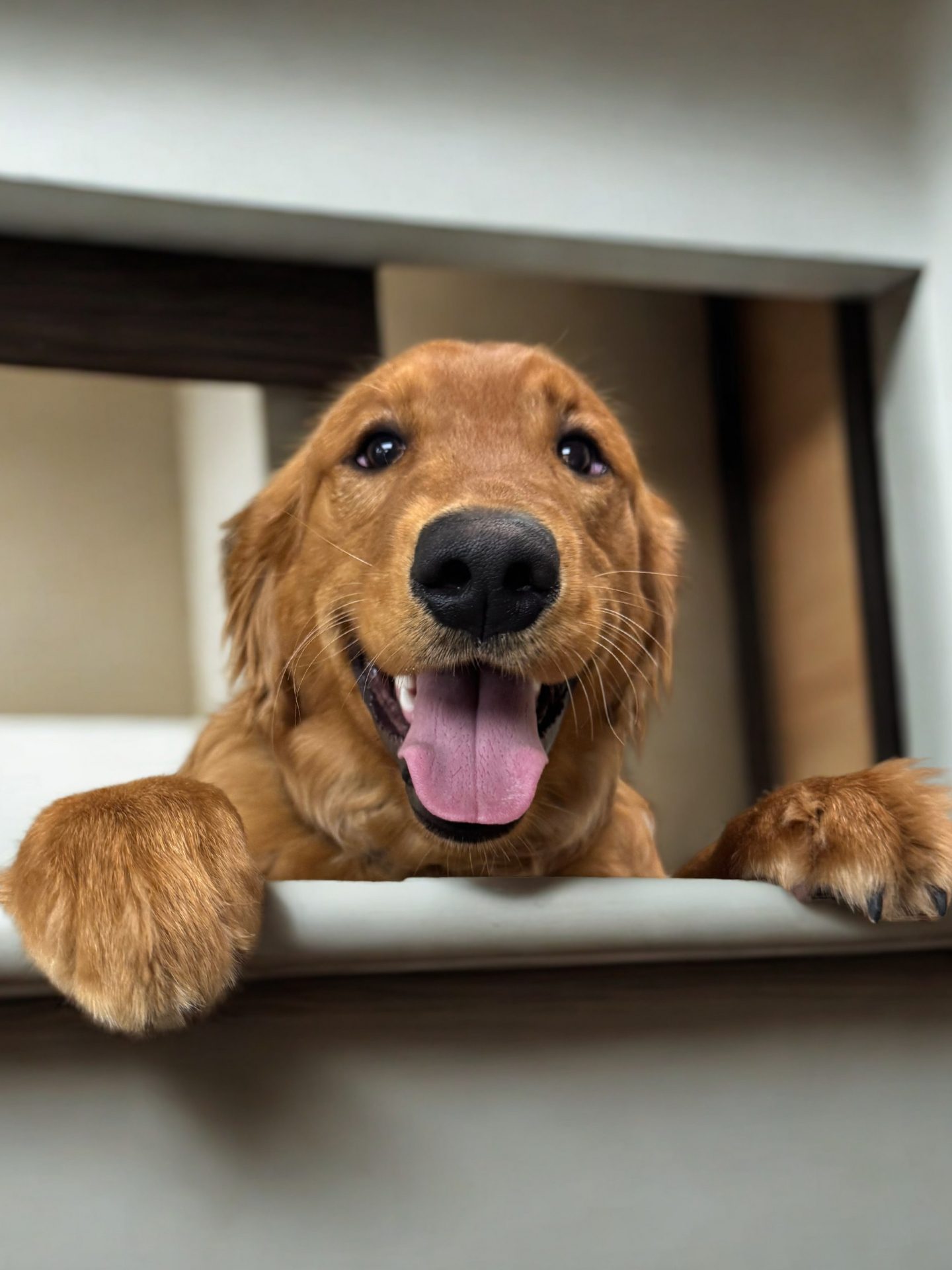 smiling golden retriever peeking over counter