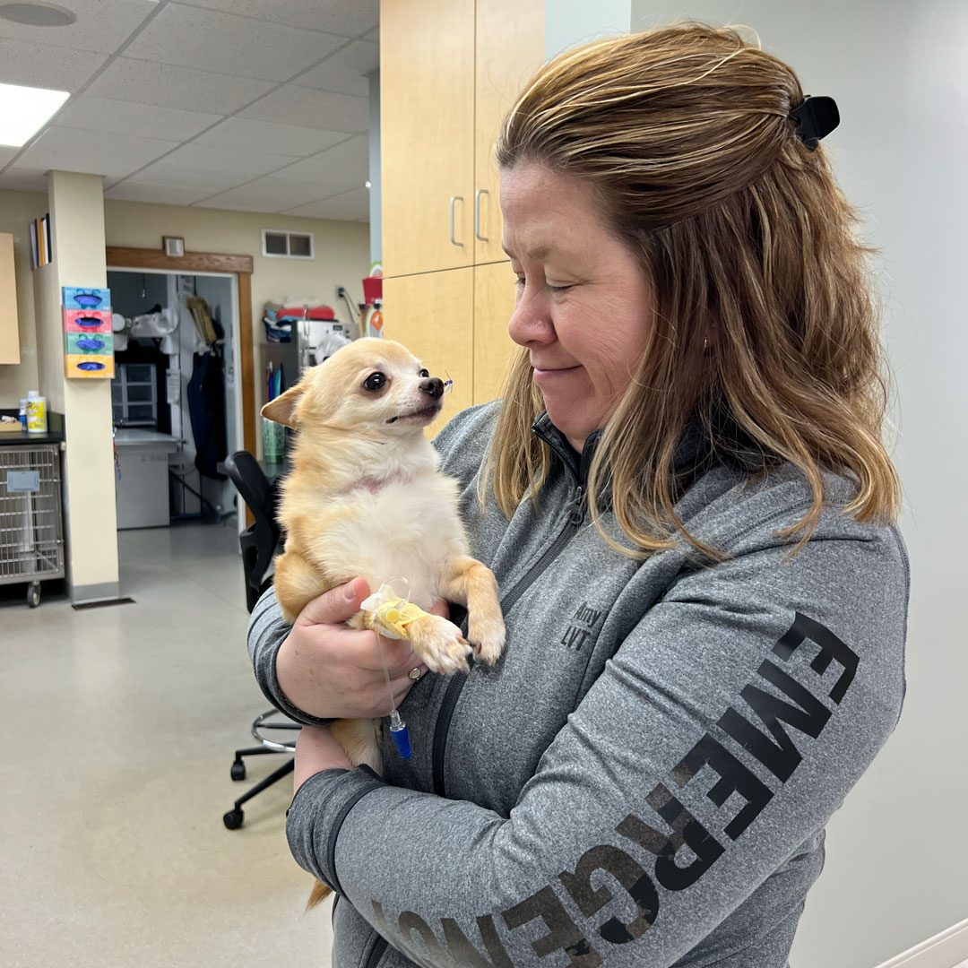 smiling woman holding chihuahua