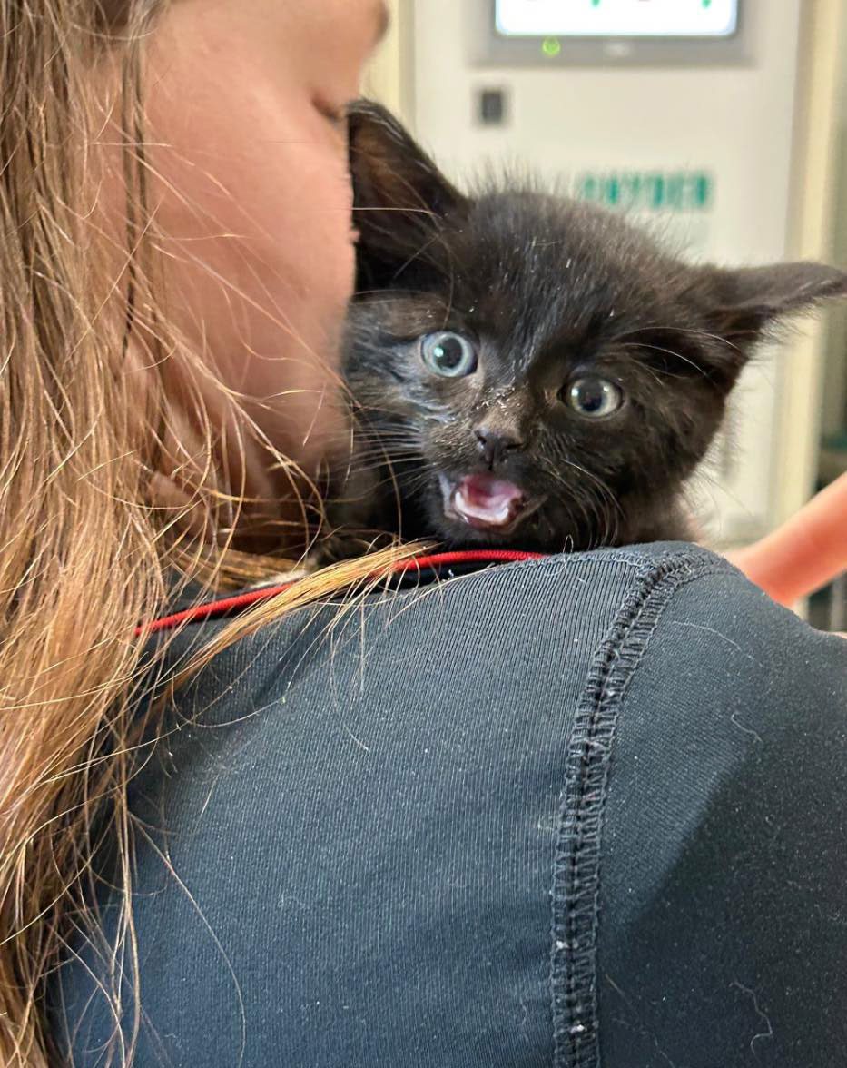 close up of black kitten resting on woman's shoulder