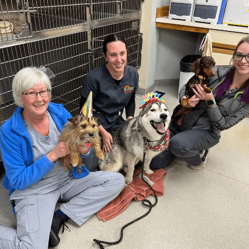 three staff members with three dogs on the floor
