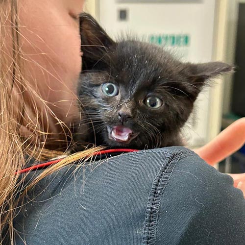 Black Kitten Meowing black kitten with green eyes meowing while being held up on female staff member's shoulder