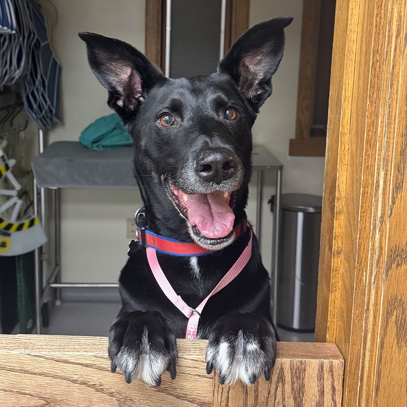 happy black german shepherd dog standing on hind legs