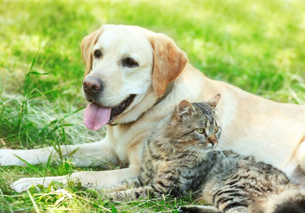Dog And Cat Laying In Grass