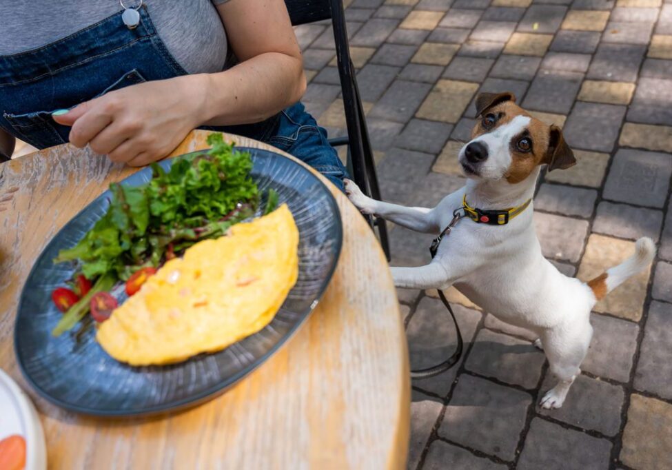 Dog Begging