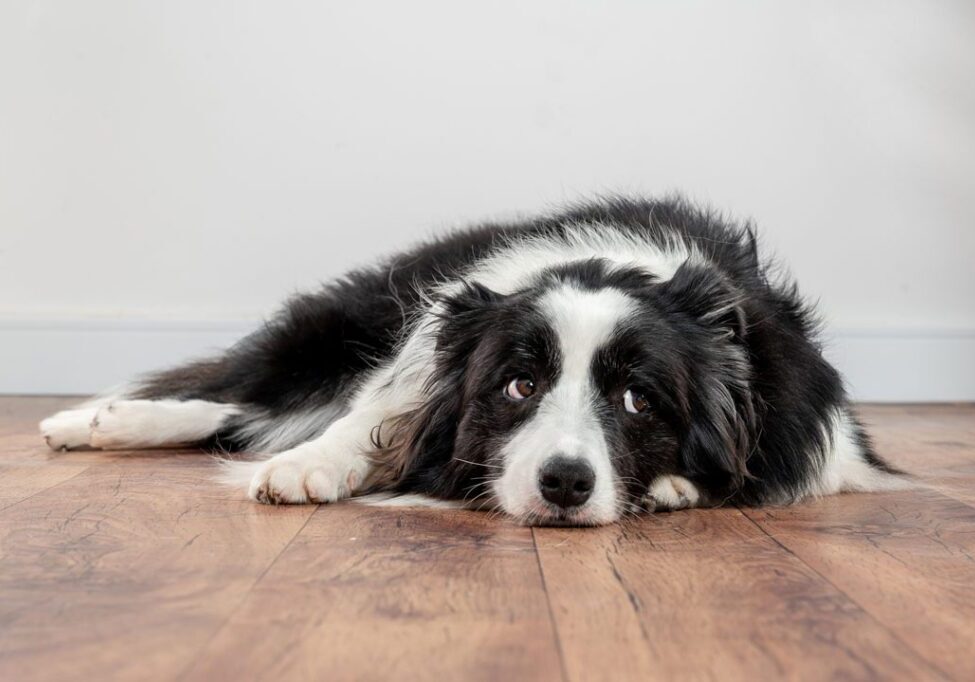 Dog Laying On Floor