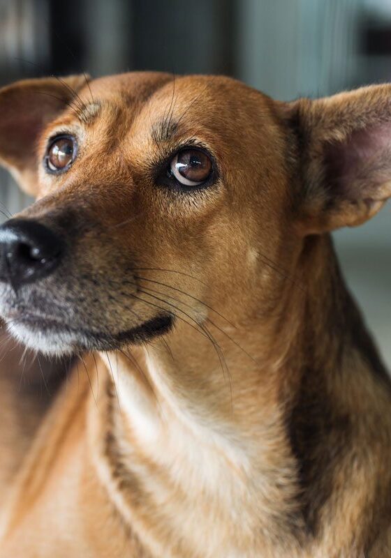 small brown dog laying down and looking up