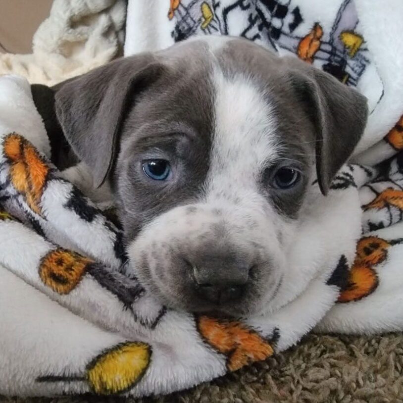 Pup In Blanket Pup With Blue Eyes In Blanket