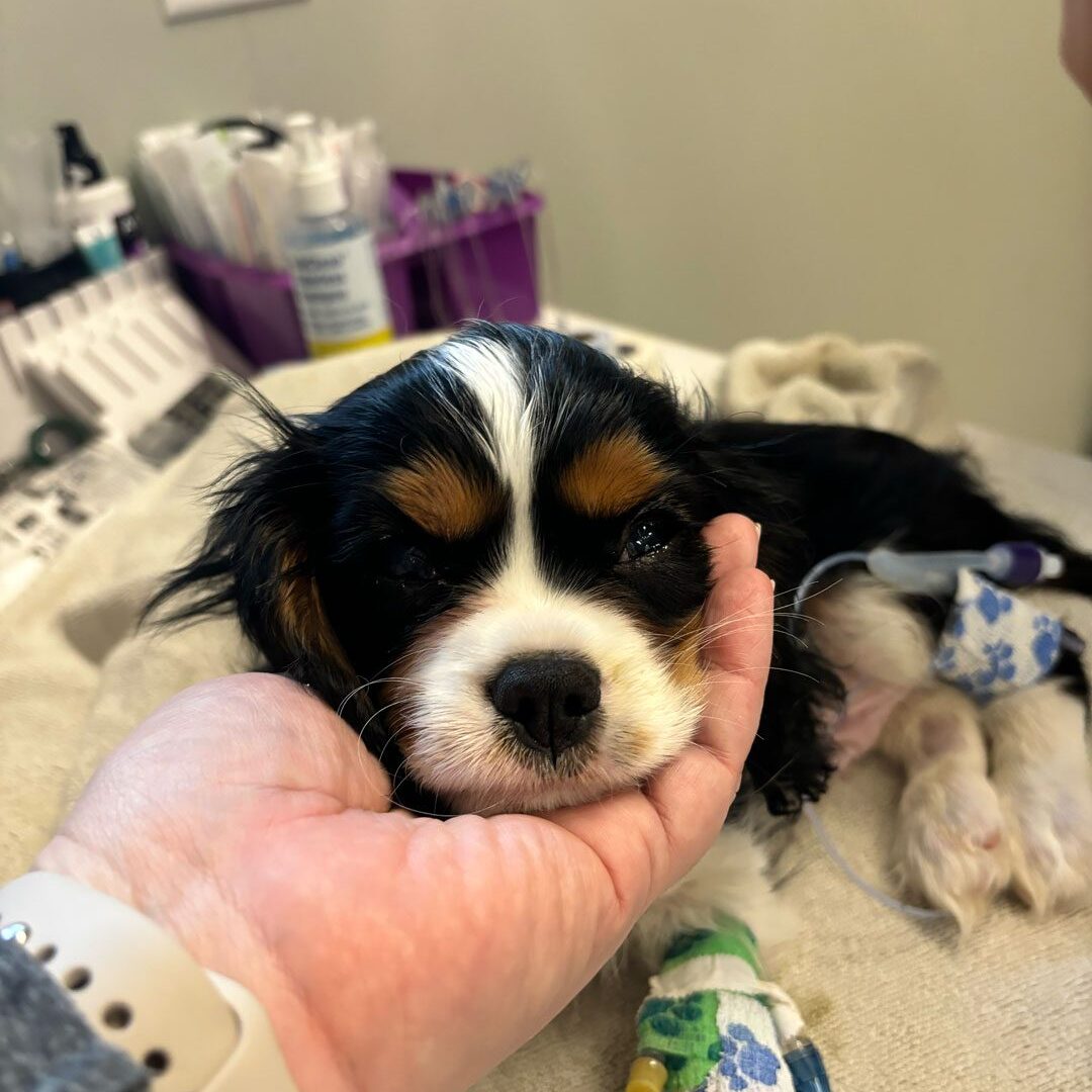 veterinarian holding black and white Spaniel puppy's face